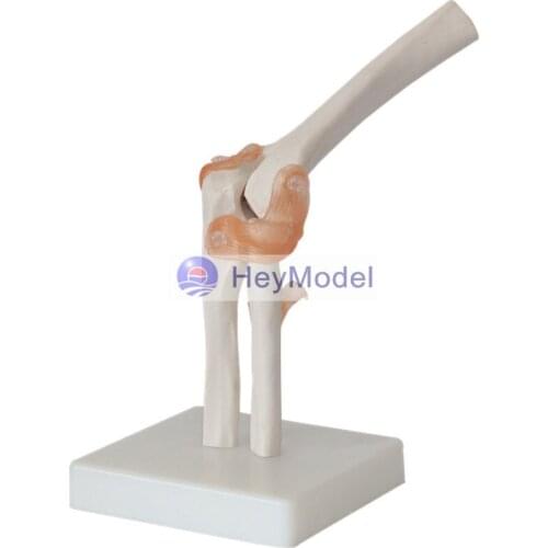 Heymodel Life Size 1:1 Elbow Joint Section Model with Imported PVC Material and Paint