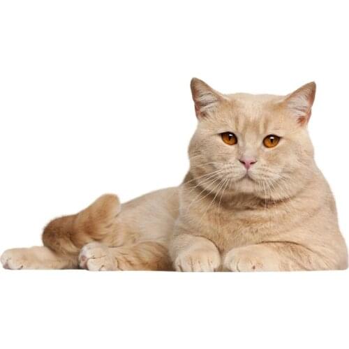 S50232# 13/15/17CM Personality PVC Decal Cute Cat V3 Car Sticker on Motorcycle Laptop Decorative Accessories