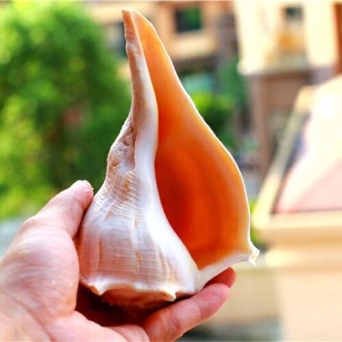 Free Shipping Natural Conch Shell Conch Whistle Buddhist Offering Tantric Practice Dharma-Vessel Rare Collection Souvenirs