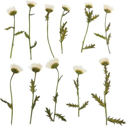 12 Natural Dried Flower Pressed Plant For Necklace Jewelry Making DIY Crafts