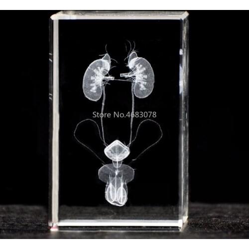 3DStereoscopic crystal inner carving male urinary system Anatomical model for Medical teaching supplies or Ideal gift 50x50x80mm
