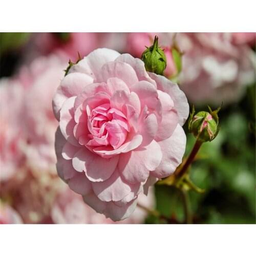 DIY 5D Diamond Painting by Number Kits Square Resin Rhinestone Diamond Embroidery Paintings Pictures Arts Craft for Home Wall