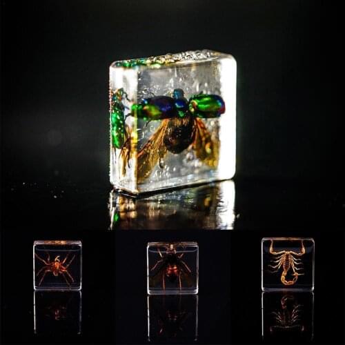 6pcs 4*4cm Random Style Resin Real Insect Specimen Creative Clear Amber Insect Model Toy Kids Early Education Tools Learning Toy