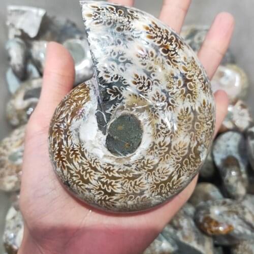 1pcs Nautilus natural fossil spotty screw, nautilus, chrysanthemum stone, snails, shell items, charming