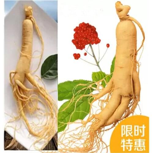 Hot Sale ginseng root insam changbai mountain Chinese herb panax organic ginseng tea health care