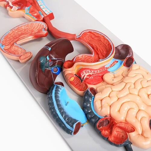 Human Digestive System Model Stomach Anatomy Large Intestine Rectal Gastroenterology Anatomical ModuleMedical Supplies BIX-A1055