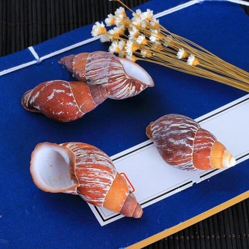 Coffee natural conch shells starfish Mediterranean-style garden ornament aquarium fish tank scenery