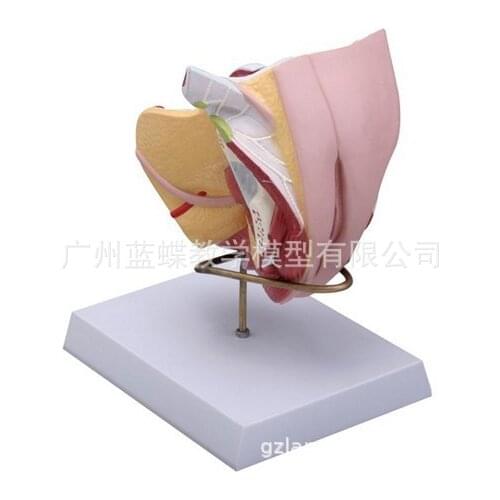 4 Parts 1:1 Life Size Human Female Internal External Reproductive Pelvic Cavity Perineum Uterus Structure Anatomical Model