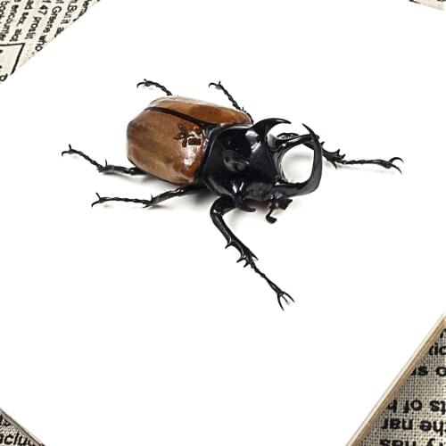 Insect specimens Eupatorus gracilicornis with frame education equipment five-horned beetle