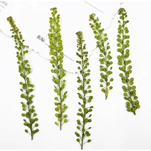 100pcs Pressed Dried Lepidium apetalum Dry Flower Plants For Epoxy Resin Pendant Necklace Jewelry Making Craft DIY Accessories