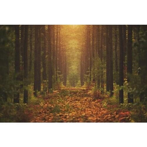 Autumn Forest Woodland tree leaves leaf Road backdrops High quality Computer print wall photography backgrounds