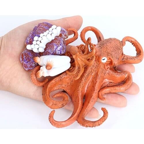 4 Stages Life Cycle of a Octopus, Insects Plastic Octopus Toy Figure - Authentic Hand Painted Model
