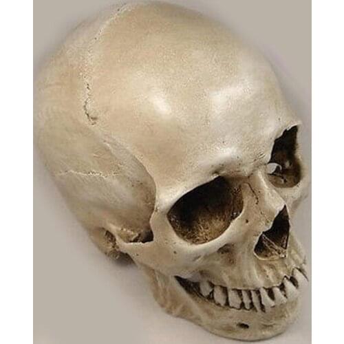 1: 1 human skull model life size resin skull model art class model teaching delicate human skeleton model free shipping