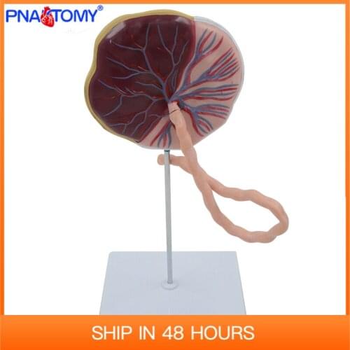 Anatomical placenta model fetus funicle anatomy baby birth medical teaching tool Life Size Educational Equipment