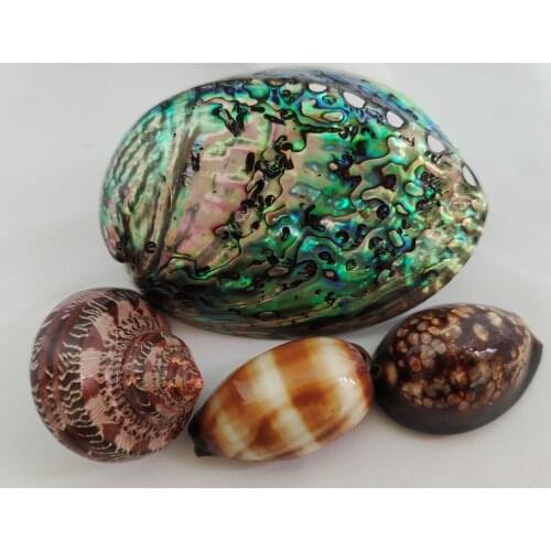 Natural Conch Shells Mini Conch Corn Screw Home Decoration DIY Aquarium Landscape Seashells Crafts/party Decor