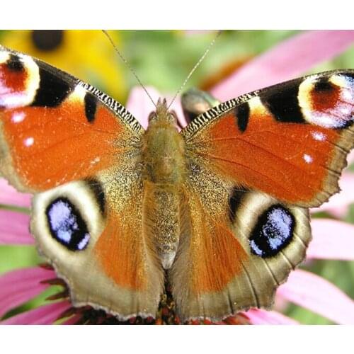 2015 New Kits for Embroidery New 3d Diy Diamond Painting Beautiful Butterfly Handicraft Inlay Mosaic Set of Embroidery Fabric