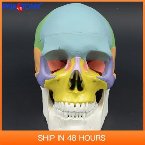 Adult skull model colored 3 parts natural size skeleton system for study medical human anatomy art teaching resources