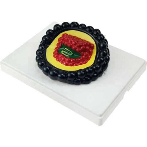 Microbiology Science Teaching Microorganism Model Educational Learning Material