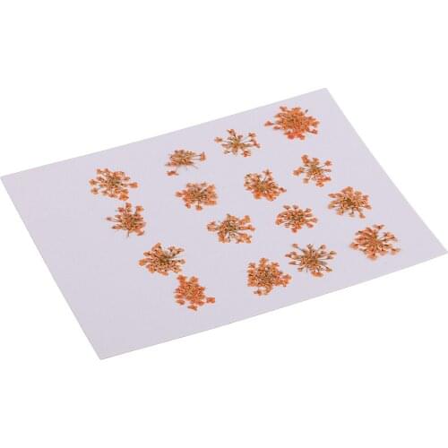 Pressed Dried Flower Flesh Flower DIY Art Decor Craft Phone Case Decor 16pcs