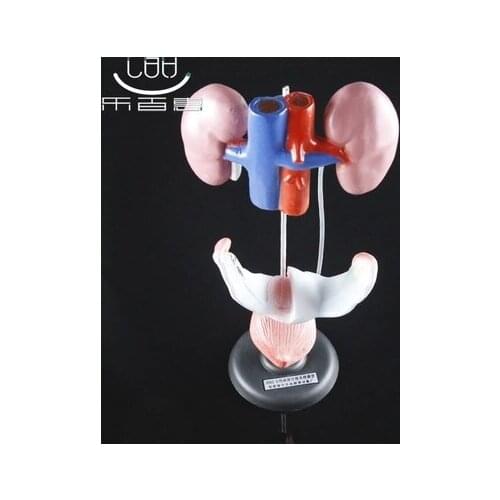Medical aid Anatomic model of female genitourinary system Visceral anatomy model free shipping