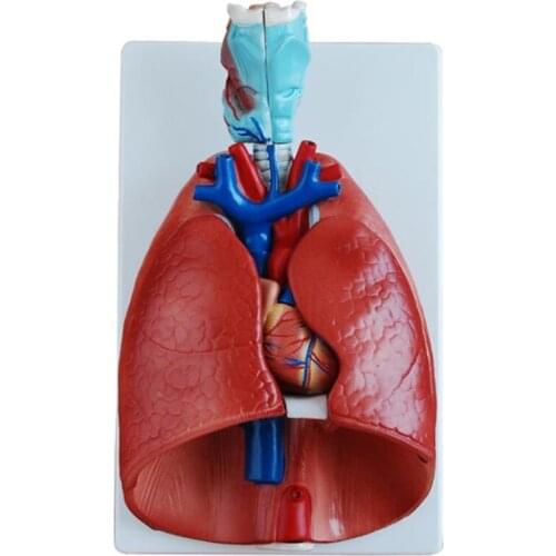 BIX-A1057 Throat Heart Lung Model WBW401