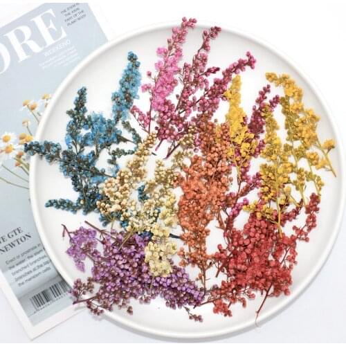 60pcs Pressed Dried Sorbaria Sorbifolia Buds Flower Plant Herbarium For Jewelry Postcard Bookmark Invatation Card DIY Making