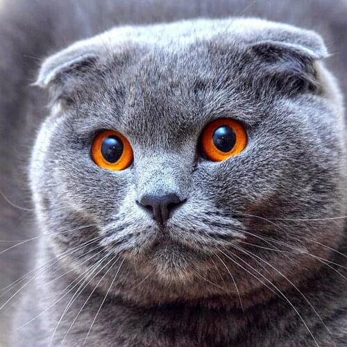 NEW diamond embroidery full "Gray Cat" 5d diy diamond painting Cross stitch Resin Diamond mosaic Needlework