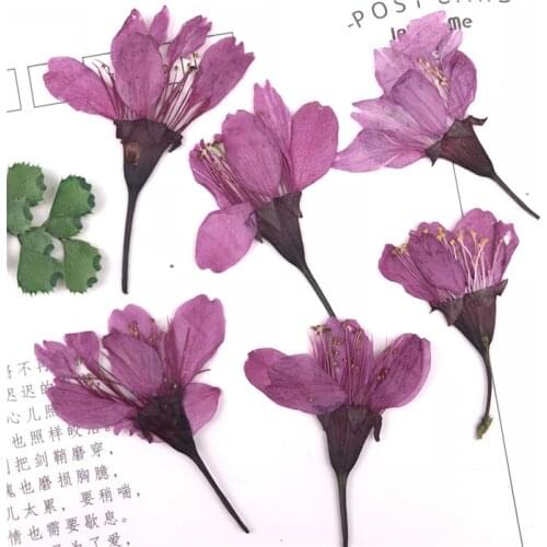 100P Nature Pressed Cherry blossoms Dried Flowers with branch Nail Art Decoration DIY Flora Gel Manicure Stickers Bookmark Gift