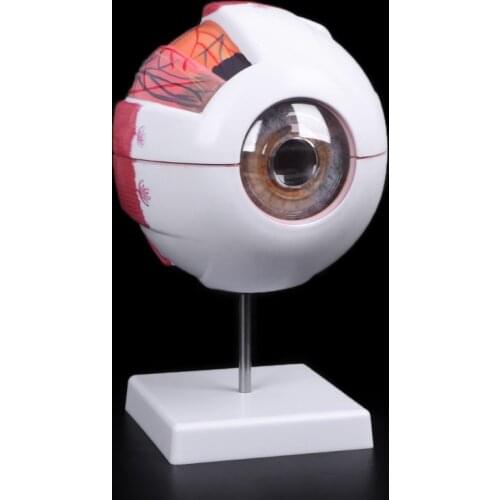 Human Anatomical Natural Eyeball Model Medical Learning Aid Teaching Instrument for teaching of hygiene and physiology courses
