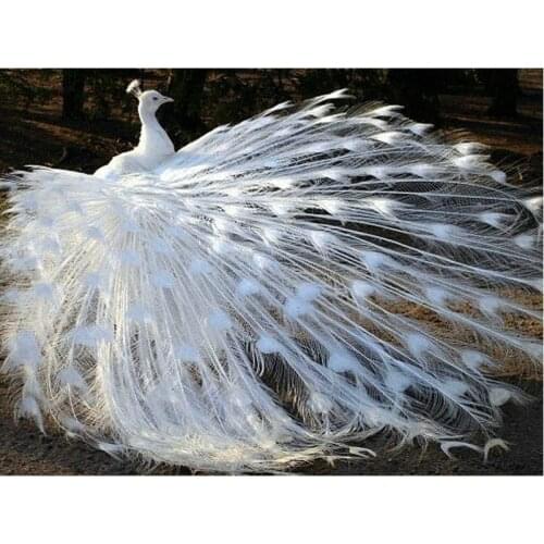 Diamond Embroidery White Peacock 5D Diy Diamond Painting cross stitch Animals Full round Diamond Mosaic picture Home Decoration