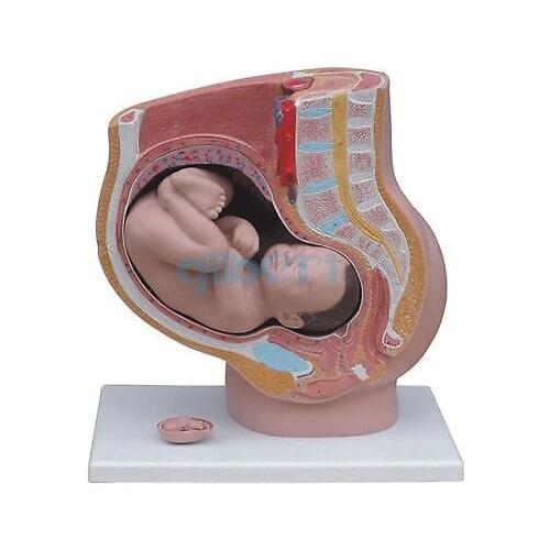 Human Female Pelvic Section Pregnancy Anatomical Model Anatomy Fetus 40 Weeks