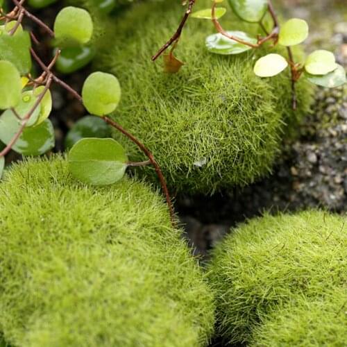 Artificial Fake Moss Fish Aquatic Pet Supplies Decorations 1pc Micro Landscape Fairy Garden Miniature Decoration Ornament