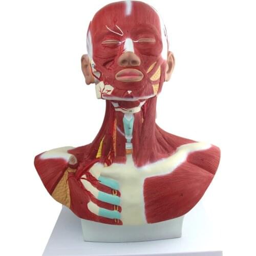 PVC Digital Identification Human Body Head Neck Muscle Anatomical Model 33*22*48CM