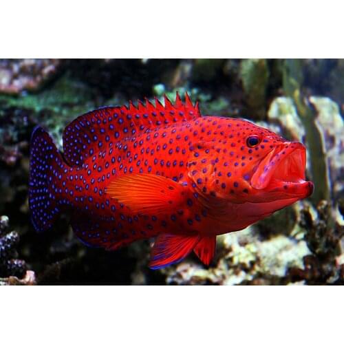 5D DIY Diamond Painting Fish Scenery Cross Stitch 3D Diamond mosaic Landscape Diamond Embroidery Rhinestones Christmas Gift