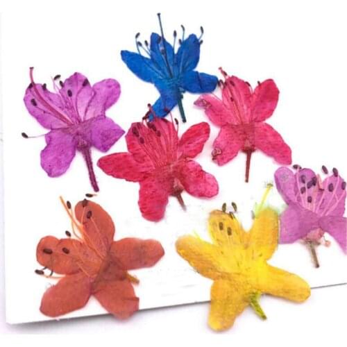 120pcs Pressed Dried 2-2.5cm Rhododendrons Flower Plant Herbarium For Jewelry Postcard Invitation Card Phone Case Making DIY
