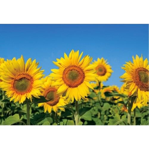 Flower Backdrop Sunflower and Blue Sky Photography Background Holiday Celebration Photo Booth Studio Decor