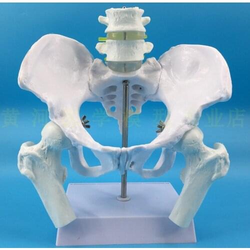 Female pelvis and lumbar spine model and Femoral spine with pelvic model