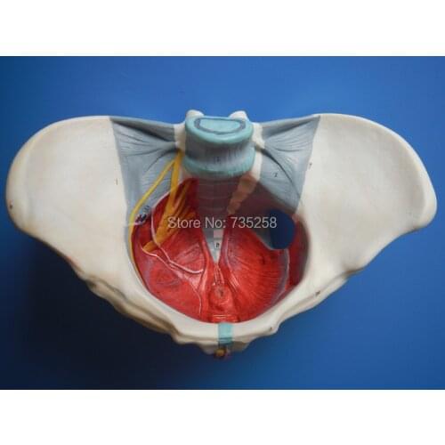 Female Pelvis,Female Pelvis With Pelvic Floor Muscle Model,Female Pelvic Girdle Neural Model
