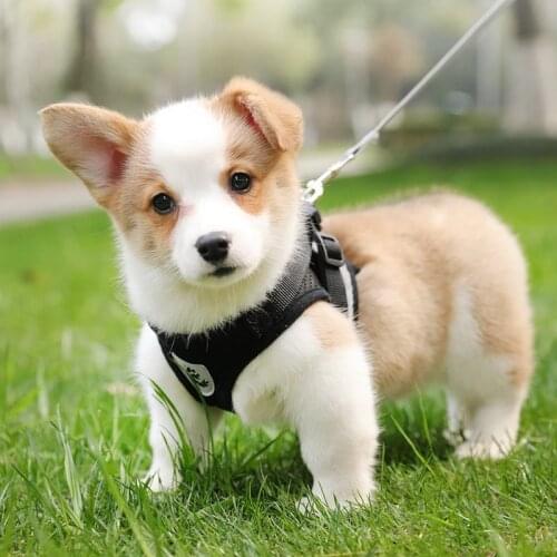 Dog Harness Vest With Leash Set Adjustable Pet Walking Harness Puppy Cat Reflective Lead Leash For Small Medium Dogs Arnes Perro