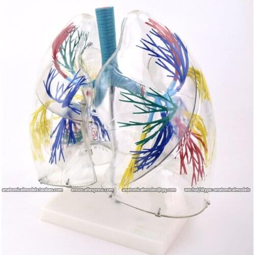 CMAM/12499 Transparent lung segment- 2X life size, Human Respiratory System Medical Teaching Anatomical Model