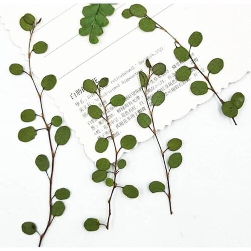 64pcs Pressed Dried Chiba Chlorophytum Ivy Leaves Flower Plant Herbarium For Jewelry Bookmark Postcard Phone Case DIY Making