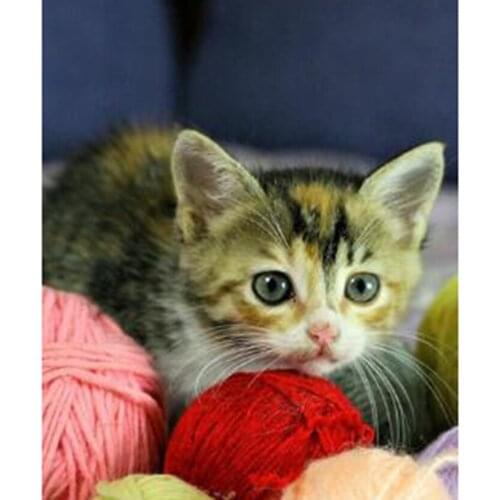 5D DIY Diamond Painting Animal Painting Cute Kitty Picture Square/Round Diamond Cross Stitch Embroidery Decoration Crafts WG2924