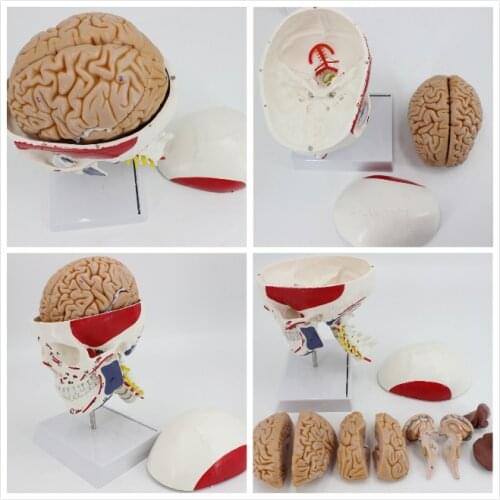 Skull model with muscle coloring skulls 8 parts brain anatomy head model