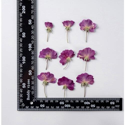 120pcs Pressed Dried Flower Purple Rose Herbarium For Face Make UP Nail Art Jewelry Bookmark Phone Case Card DIY