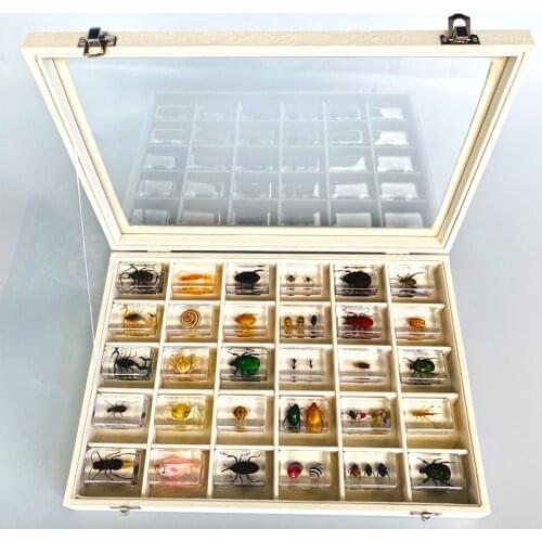 Fine beetle real insect resin specimen locust celestial beetle crab beetle ant bee firefly