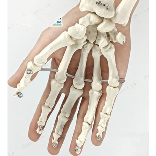 1:1 Hand bone model Art medical drawing reference human hand joint model 4D master hand