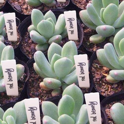 100pcs Plant Label White Waterproof, Plastic Nursery Garden Labels Gardening Plant Tag Garden Decoration Ornaments Wholesale