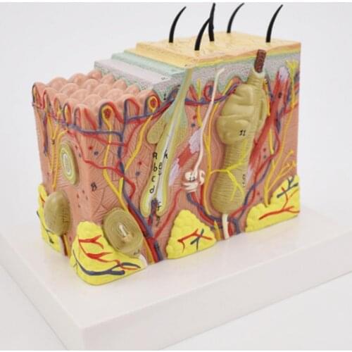 35X/ 50X/ 70X Skin Tissue Model Clear Safe Lightweight Human Skin Magnified Tissue Model for Teaching
