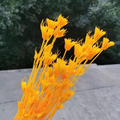 20pcs flower head,Natural Dried Flowers Bouquet,Eternelle Display flower for Wedding Home Decoration Accessories,Flower Art