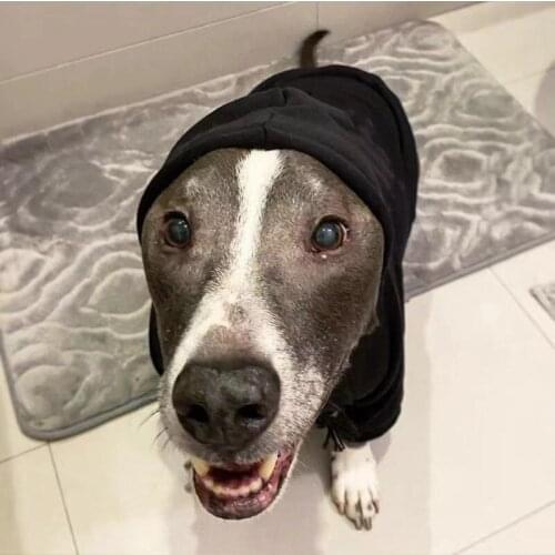 Spring Autumn Dog Hoodie Warm Pet Coat Jacket Sweater Clothes For Small Medium Dogs Schnauzer French Bulldog Pug WSC32